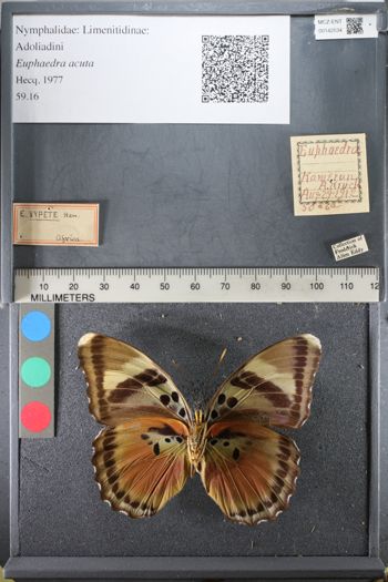 Media type: image;   Entomology 142534